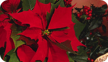 Las plantas de Navidad y los peligros que suponen para las mascotas