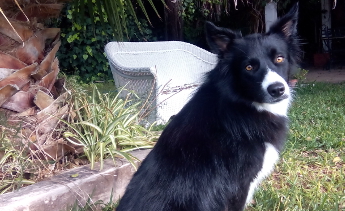¿Puede ser mi perro intolerante a algunos medicamentos «típicos»?