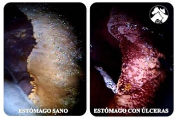 Los caballos también tienen úlceras de estómago