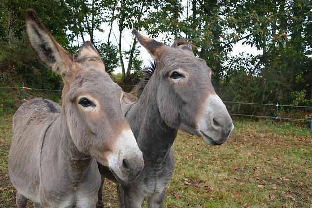 Qué diferencia hay entre un caballo, un burro, un mulo o un burdégano?¿Son  estériles? - Hospital Veterinario San Vicente