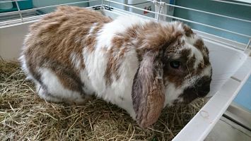 Cuidados básicos del conejo ¿Qué tengo que saber?