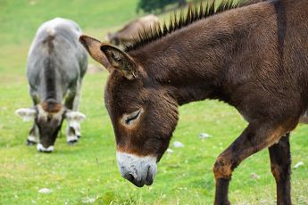 ¿Qué diferencia hay entre un caballo, un burro, un mulo o un burdégano?¿Son estériles?