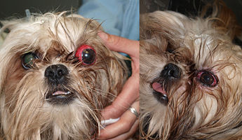urgencia veterinaria oftalmológica