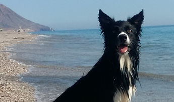 Listado de las playas en las que está permitida la entrada de perros este verano 2017