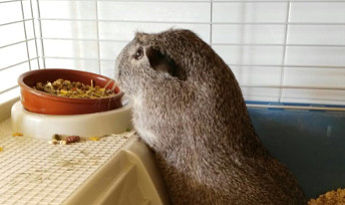 ¿Qué debo darle de comer a mi cobaya para que se mantenga sana?