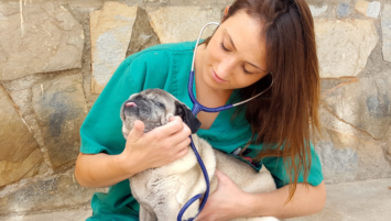 Convocatoria veterinario interno pequeños animales : junio 2018