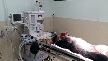 Cálculo uretral en un cerdo