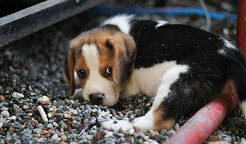 La parvovirosis en los cachorros