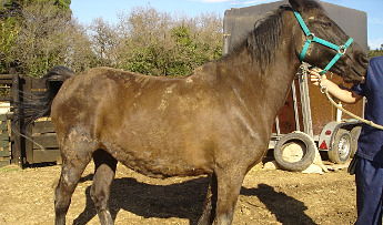 ¿Por qué se rasca mi caballo?