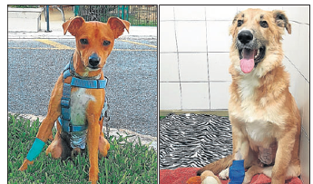 Dos perros atendidos por haber ingerido salchichas con clavos en Alicante