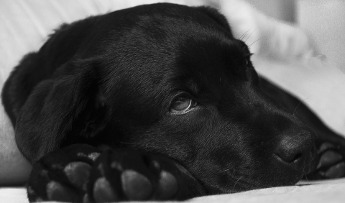 ¿Qué es la piómetra en una perra? ¿Cómo la puedo detectar?
