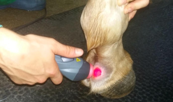 ¿Para qué se usa la terapia de láser en los caballos? ¿Cómo actúa?