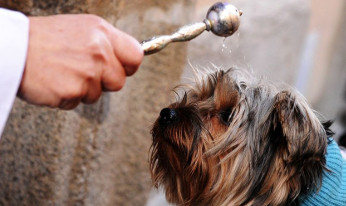 El domingo 21 de enero se celebra San Antón en Alicante con la Bendición de los animales