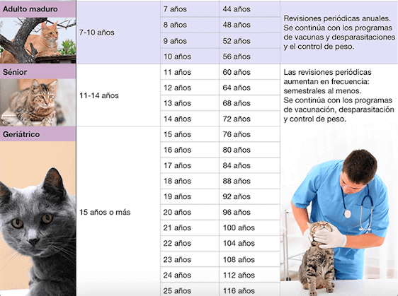 amenaza río aislamiento Los cuidados del gato varían según su edad - Hospital Veterinario San  Vicente