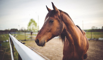 ¿Qué es la piroplasmosis equina? ¿Cómo puedo saber si mi caballo la tiene?