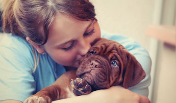 Seguros para perros y gatos: Fullcover – HOSPITAL VETERINARIO San Vicente