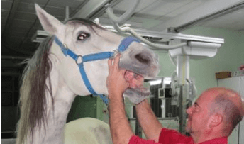 La importancia de revisar la boca de tu caballo