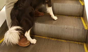 Los peligros de los perros en las escaleras mecánicas