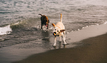 ¿Le pican las medusas a los perros? ¿Qué tendría que hacer si sospecho de una picadura?