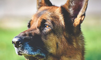 Problemas hepáticos en perros con leishmaniosis