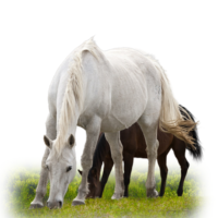 caballos caballos