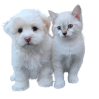 perros-gatos perros-gatos
