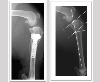 Ocultación hijo promesa Osteotomía de nivelación de la meseta tibial (TPLO) para tratamiento de la  rotura del ligamento cruzado anterior - Hospital Veterinario San Vicente